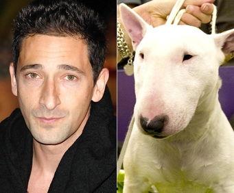 像明星的动物,揭秘那些明星般的动物风采